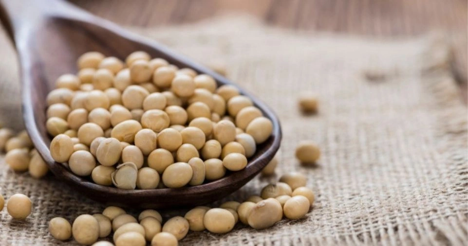 Soy-Based Proteins: Versatile and Nutrient-Dense